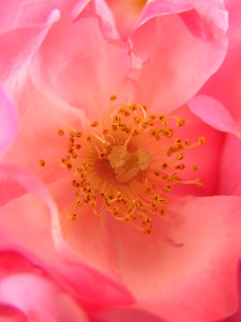 野生蜂蜜的心