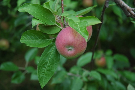 保拉紅蘋果