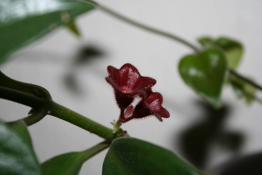 小植物的花