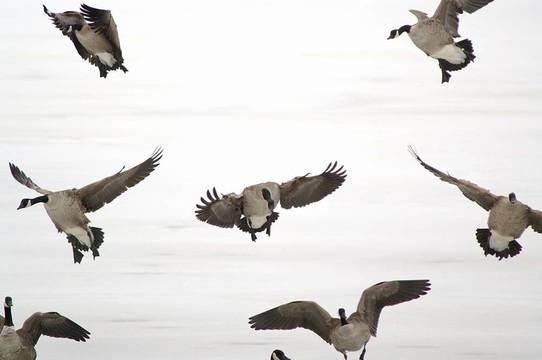 登陸鵝