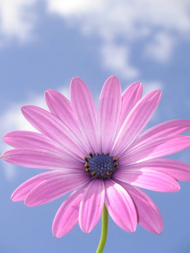 太陽花