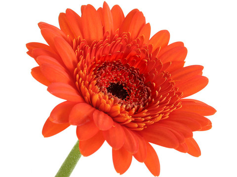 格柏菊花橙