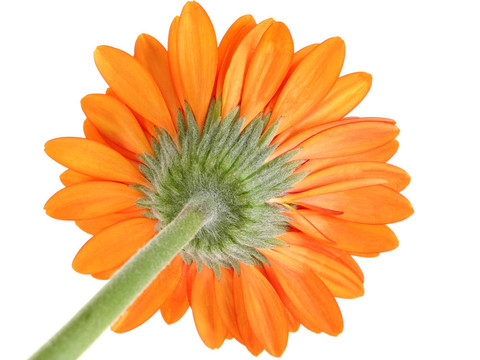 格柏菊花橙