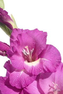 唐菖蒲3