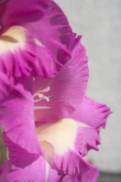 唐菖蒲4
