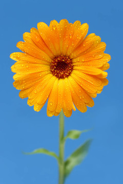 黃格柏雛菊