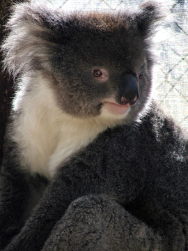 动物- Koala