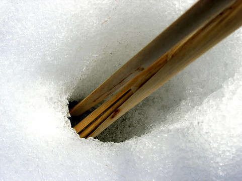 在雪中生長。