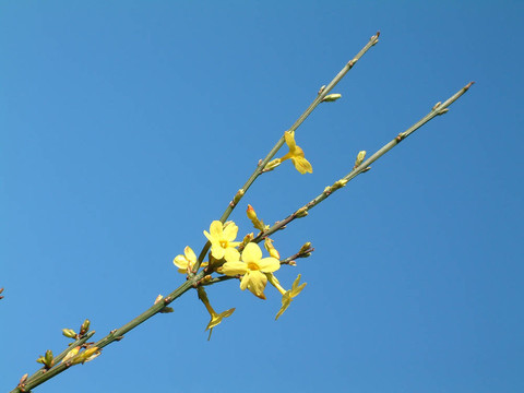 迎春花