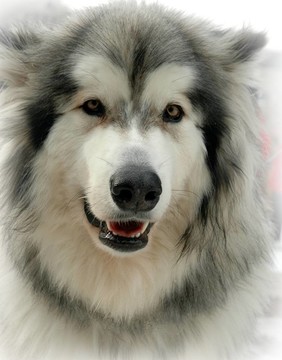 阿拉斯加雪橇犬