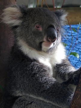 動物- Koala