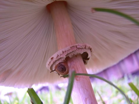 野生蘑菇
