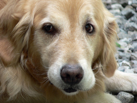 金毛獵犬1