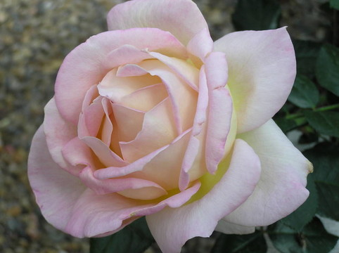 玫瑰花茶：ELLE