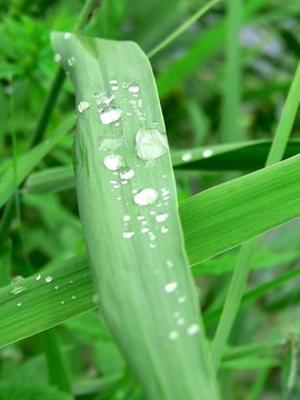 早晨的露水