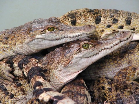 爬行動物的狂歡？