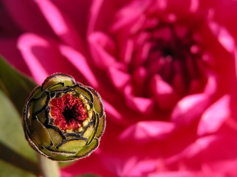 芽