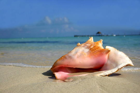 海灘上的貝殼
