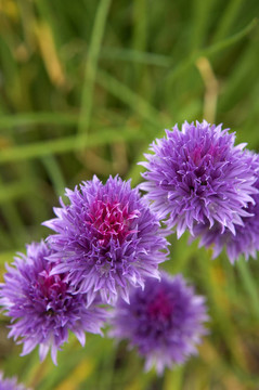 韭菜開(kāi)花