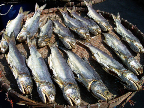 咸魚