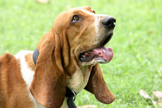 巴吉度獵犬