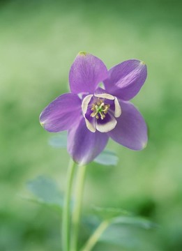 野生花卉