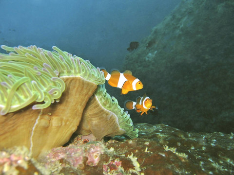 小丑魚