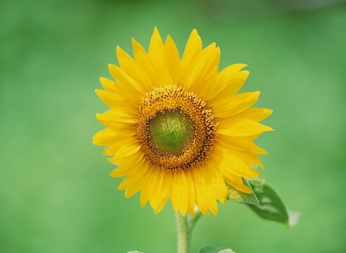 野生花卉