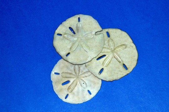 沙錢