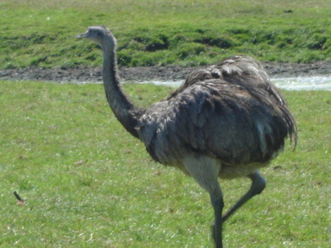 野生鴕鳥