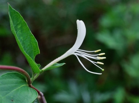 野生花卉