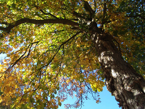 秋天chestnuttree