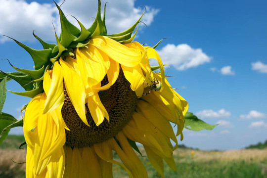 太陽花
