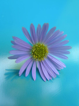 藍費莉菊