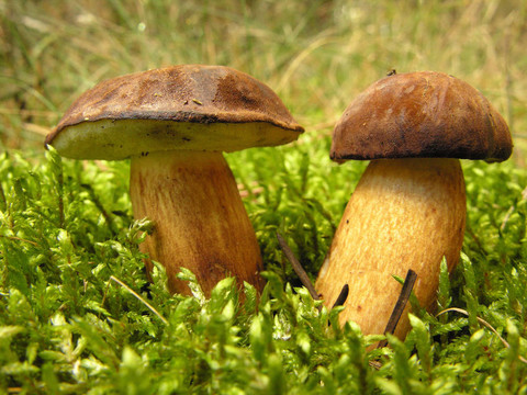 野生蘑菇