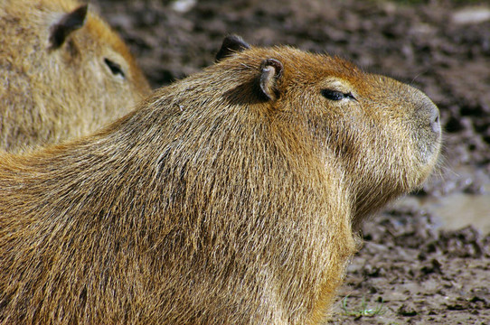 Capybara（Hydrochoerus hydrochaeris）02