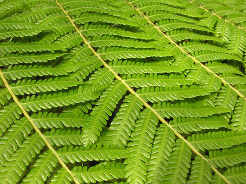 Fern離開