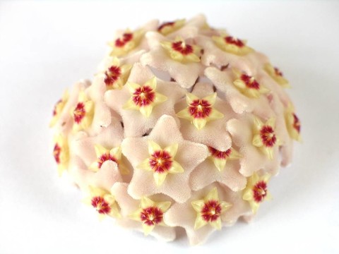 球蘭的花