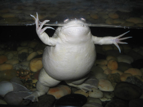 胖青蛙