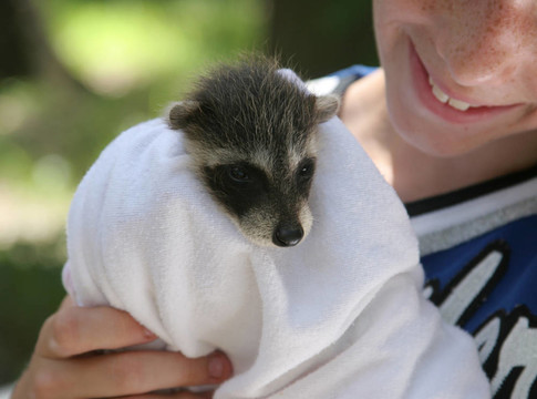 獲救的Raccoon Baby