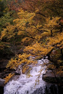 秋天樹和水