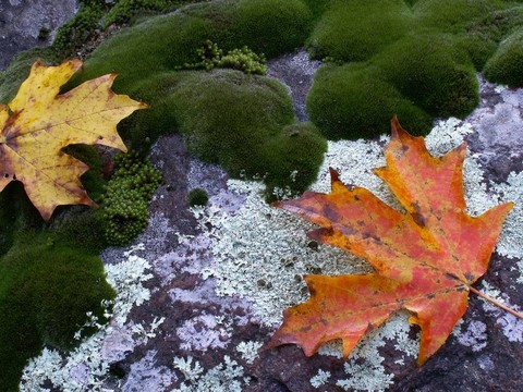 落葉/苔蘚