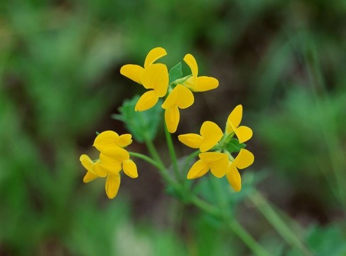 野生花卉