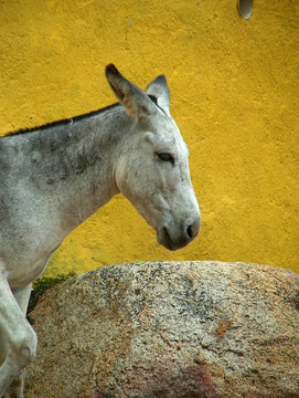 mex_donkey