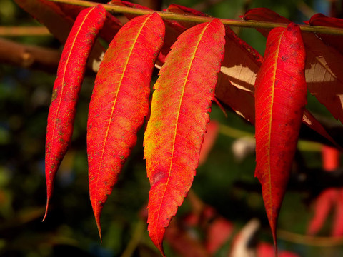秋天的紅葉