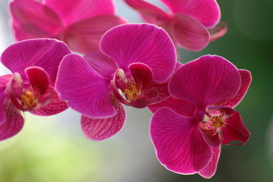 蘭花1