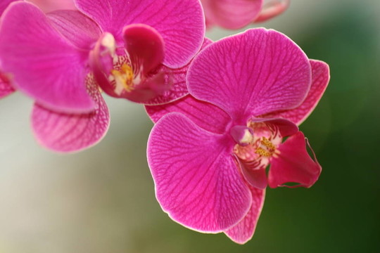 蘭花2