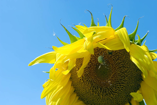 太陽花