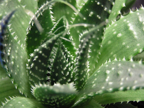 cactuc；蘆薈