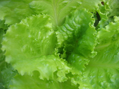生菜